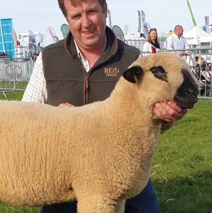 Untrimmed ram lamb Sean Doyle Balmoral 2019