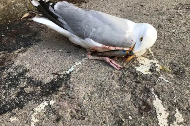 RSPCA Cymru was contacted after a herring gull was found entangled in three barbs, attached to a hard body lure disguised as a fish