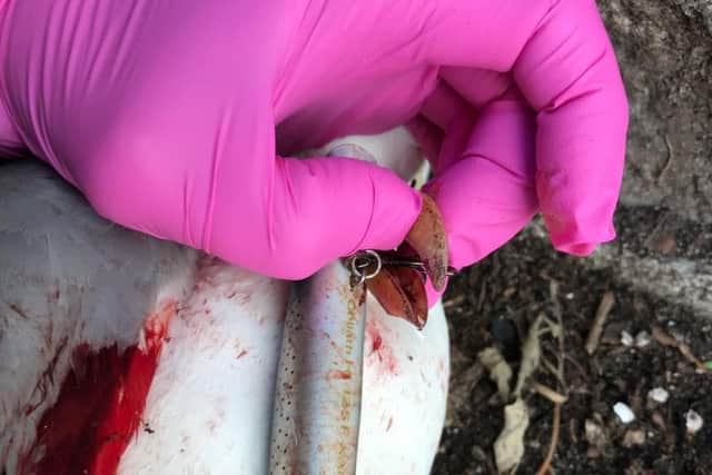 RSPCA Cymru was contacted after a herring gull was found entangled in three barbs, attached to a hard body lure disguised as a fish.