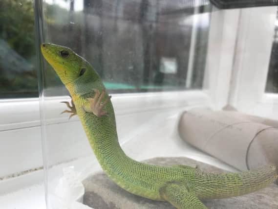 RSPCA Cymru was alerted after holidaymakers from Bridgend returned to their Laleston home to find the lizard in their suitcase. The discovery was made on Thursday, June 6.