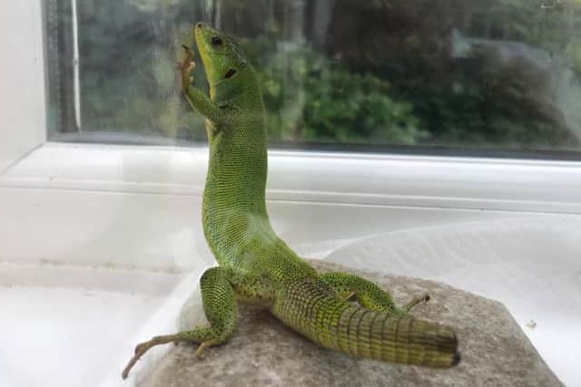 A stowaway Balkan Green Lizard from the Island of Kos made an unexpected visit to Wales after finding his way into a holidaymaker's suitcase