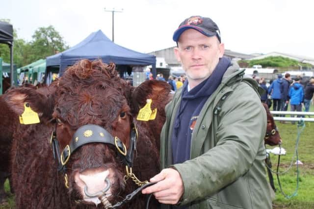 Declan Ward, from Dungiven, holds the halter of Brookfields Rosheen. The Salers' heifer is owned by B & P O'Kane from Dungiven. She performed well at this year's Ballymena Show