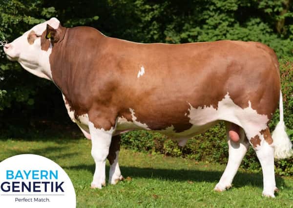 Bayern Genetik's flagship bull Mahango Pp* is the number one polled Fleckvieh sire in the world. 
He boasts a TMI index of 138, +1093kgs milk, a beef index of 112, and a calving score of 109.