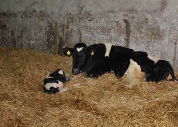 50% of mature cows could be experiencing subclinical milk fever