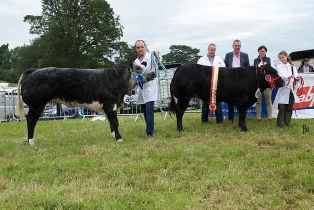 Champ and reserve at newry show