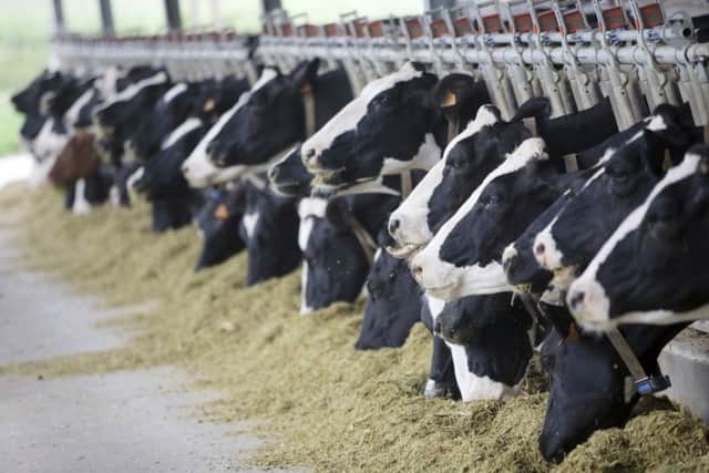 Holsten dairy cows are fed in a farm