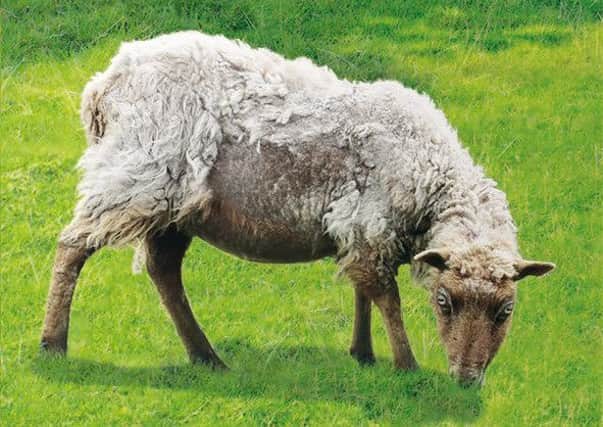 While the issue of sheep scab has never gone away, it seems that now, more than ever, it is at the forefront of farmers minds. In the last few months alone, headlines such as Scab Risk Hits Tipping Point as Cases Soar and Warning Over Sheep Scab Outbreak in West Wales felt like alarming, weekly occurrences.