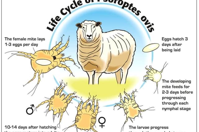 Sheep Scab Psoroptes ovis Llfe cycle