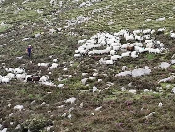 Farmer herding sheep in the Silent Valley, Mourne Mountains, Co Down