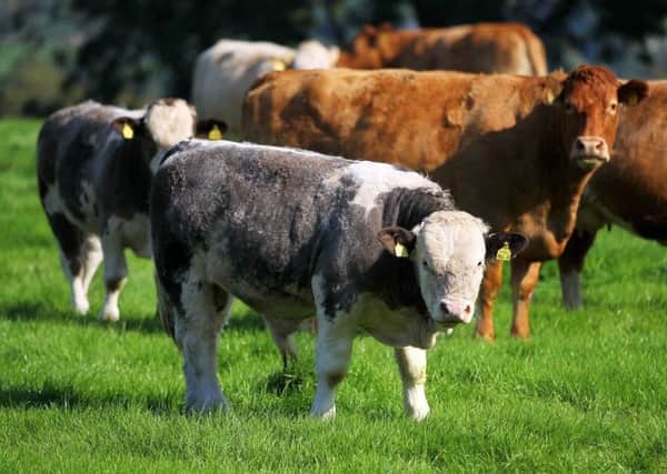The beef industry is facing a crisis