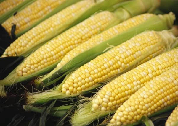 A Generic photo of corn on the cob. See PA Feature GARDENING Column. PA Photo/JupiterImages Corporation.  WARNING: This picture must only be used to accompany PA Feature GARDENING Column.