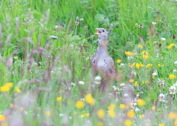 A calling corncrake captured on camera this summer by wildlife photographer Ronald Surgenor