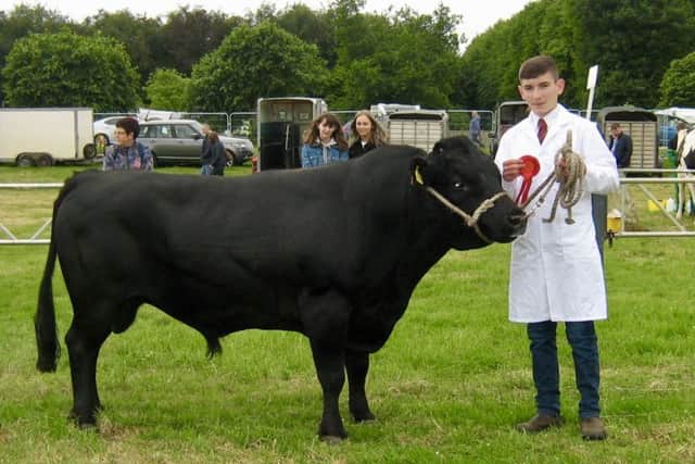 Ballyloughan Chevalier shown by Nathan.