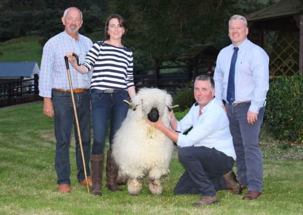 Beatties Valais Blacknose sale topped at 3600 guineas paid by Steve Jones for an export contract. Steve is pictured with Selina and Richard Beattie and auctioneer Glyn Lucas