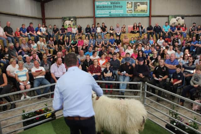 There was a packed ringside at Beatties Valais Blacknose sale held on farm at Omagh. Over 20 lots were purchased for export to the UK, Portugal and beyond