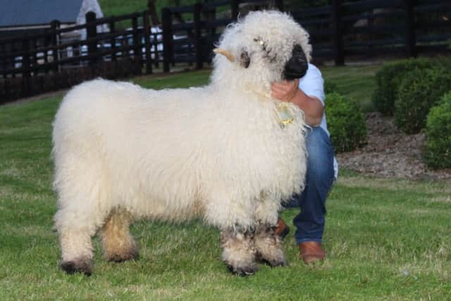 The sale leader at 3600 guineas was this prolific imported stock ewe snapped up by Steve Jones