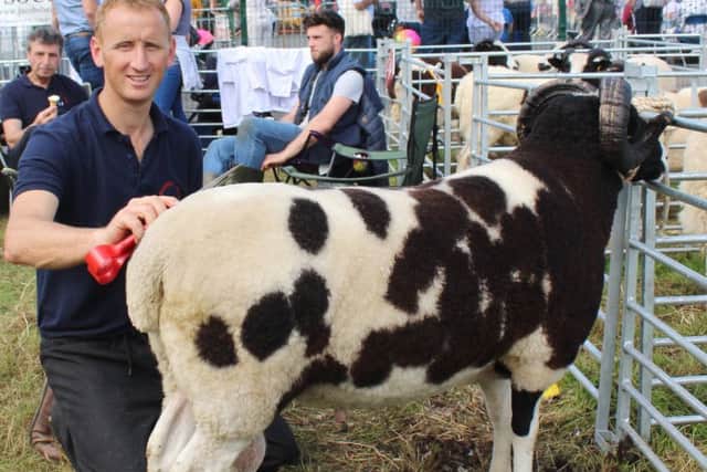 Paul Colhoun, from Omagh, preparing his Jacob ram for the ring at Clogher Valley