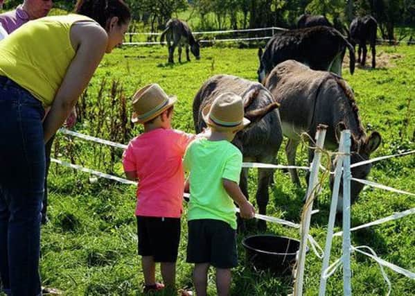 The children enjoyed meeting the donkeys