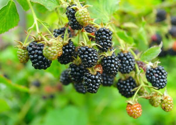 A Generic Photo of blackberries. See PA Feature GARDENING Gardening Column. Picture credit should read: PA Photo/thinkstockphotos. WARNING: This picture must only be used to accompany PA Feature GARDENING Gardening Column.