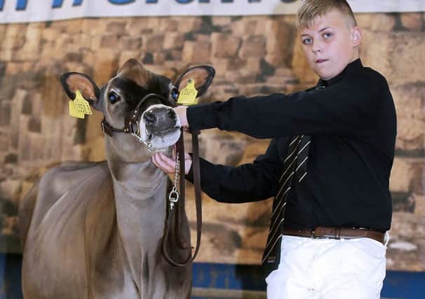 Jack King, Ballymena, with his second placed heifer calf Potterswalls Juno Starlight. Picture: Jane Steel