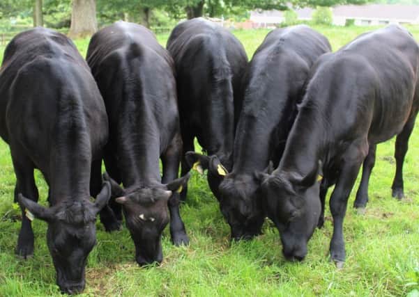 The E.R.G teams five Aberdeen Angus cross calves pictured during the summer