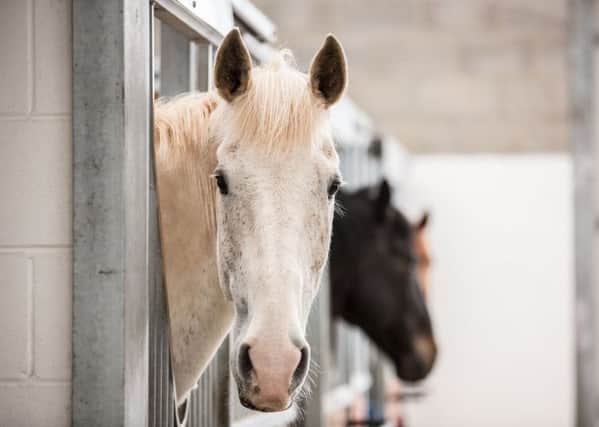 CAFRE have announced their autumn 2019 equine health series with CPD points available to equine professionals