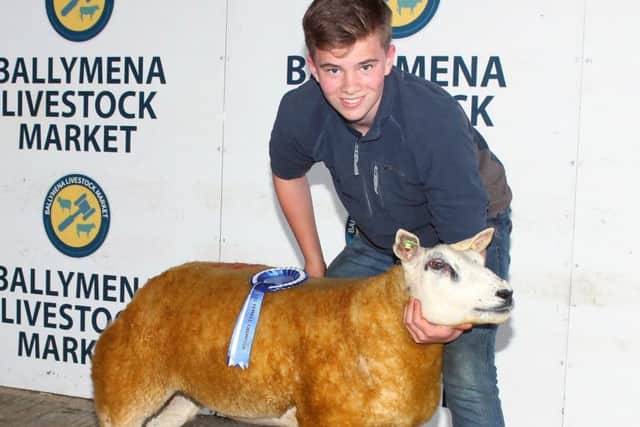 Sam Rutherford with Annahilt Daisy ET, Lot 19, the Reserve Female Champion.