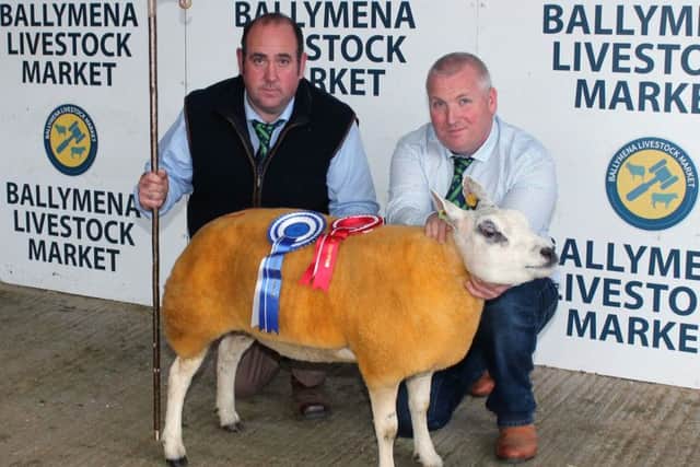 Eddie O'Neill with Lagyveagh Dazzler, Lot 17, the Reserve Champion and Show judge, Seamus Kelly.
