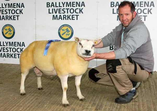 John Donaghy, with Coolough Daddy Longlegs, Lot 3, the Reserve Male Champion.