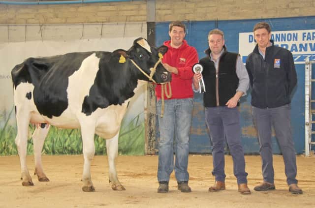 Lindsay Fleming exhibited the reserve champion Hilltara Flame Susan bred by Sam and John McCormick, Bangor. Included are judge Jonny Matthews, Lurgan; and sponsor Andrew West, Irwins Feed. Picture: Julie Hazelton