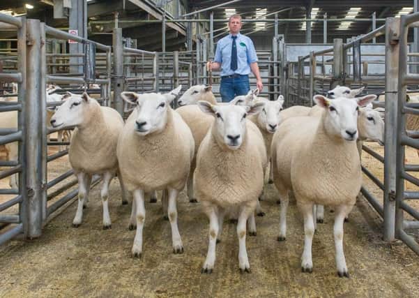 B Latimer's Shearling Ewes sold for £220