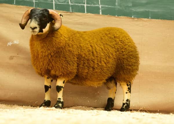 John and George Conway's 5500gns ram lamb from 2018 Blackface sale