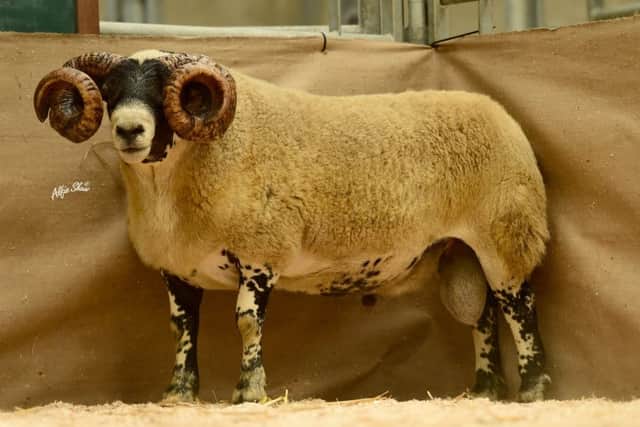 Charlie Phillips 9000gns shearling from 2018 Blackface sale