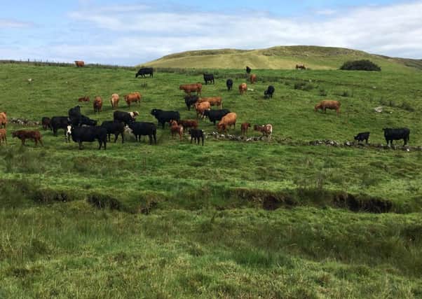 One of three groups of cows and calves grazing at the CAFRE Hill Farm Centre during the breeding season August 2019.