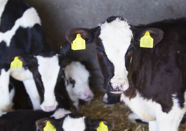 black and white holstein calves in barn inside dutch farm in the netherlands