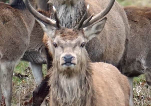 Red deer in Chatsworth. They are usually difficult to find during the busy times at Chatsworth but on this occasion there were very few visitors and I came across them within 10 minutes of setting off from the house sent in by Neil Frith