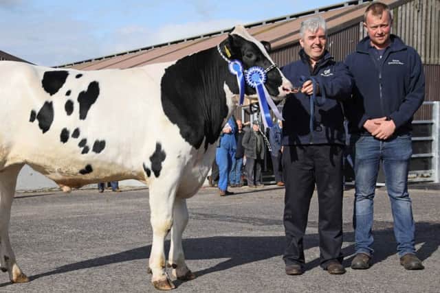 Reserve champion Prehen Santon realised 2,100gns for Stuart Smith, Londonderry. Included is William McIlrath from HA McIlrath and Sons Ltd. Picture: John McIlrath
