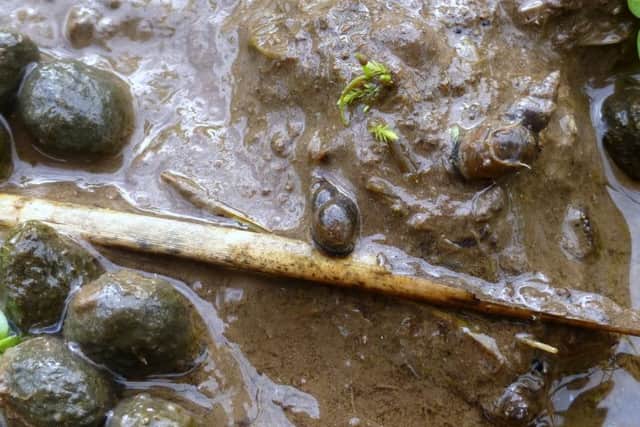 The mud-snail, Lymnaea truncatula, intermediate host of  liver fluke. Metacercariae larvae, shed from these infected snails, encyst on wet vegetation and give rise to liver fluke disease in sheep or cattle that eat the vegetation