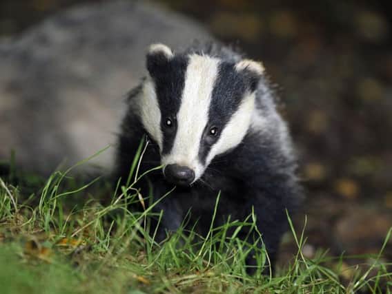The British Veterinary Association (BVA) has responded today (Friday 11 October) to a study by Downs et al assessing the effects from four years of badger culling in England on the incidence of bovine tuberculosis (bTB) in cattle