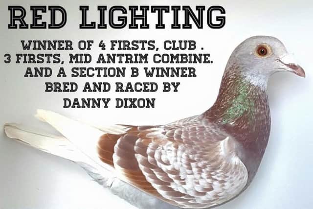 Winning bird for Danny Dixon, bred from pair of direct Gert Heylen birds. Also won 2 x 1st MAC in the NIPA Corrin.