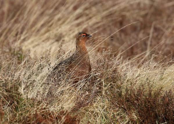 Monitoring at Glenwherry has shown a major increase in the population of Red Grouse due to dedicated habitat management and predator control. Application for the 2019/2020 introduction to gamekeeping course is via www.cafre.ac.uk/short-courses/gamekeeping/