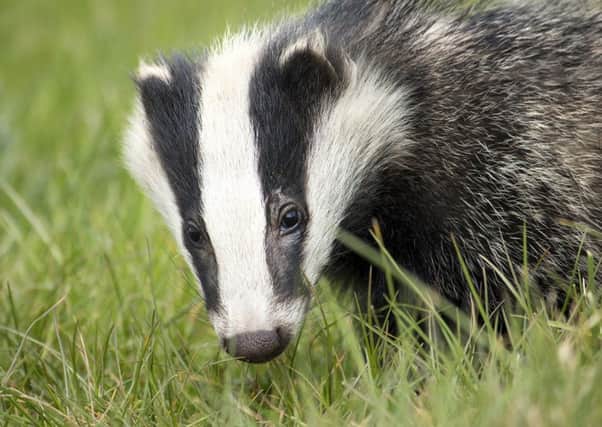 The Ulster Farmers Union says new peer-reviewed, scientific evidence reinforces the need for a holistic approach which addresses wildlife, alongside cattle, to eradicate bovine TB in Northern Ireland