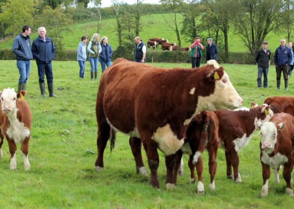 Hereford enthusiasts viewing the Autumn born calves in John Conlons Drumatee herd.