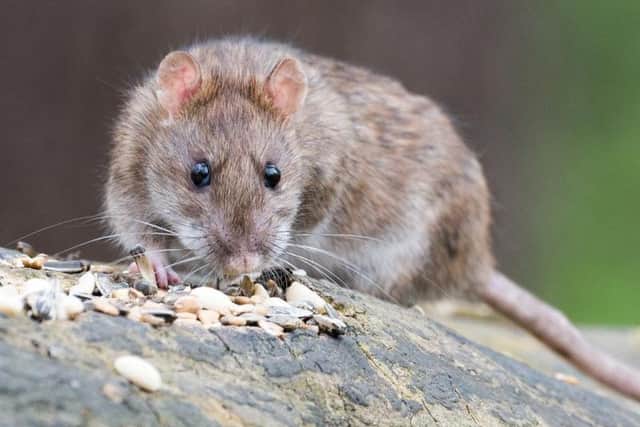 Just over two-thirds of Ulster and GB farmers no longer use rodenticides continuously around farmsteads