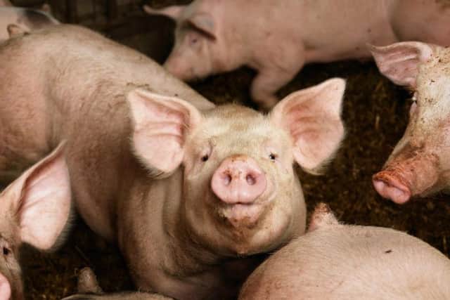 Topics for this years Teagasc National Pig conference cover a wide range of subjects including the future implications of the current Chinese situation, feed costs and merchant credit, weaning management and on-farm reinvestment
