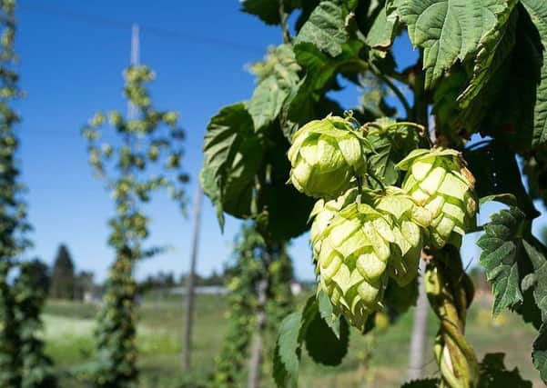 British Hop Association director Ali Capper  will be speaking at this years Farming Conference at the Three Counties Showground in Malvern, which will focus on resilience in farming
