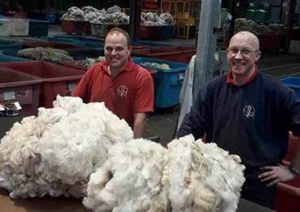 Ulster Wool Depot Manager Stephen Preston and Head Grader Allen McIntosh grade wool all year round