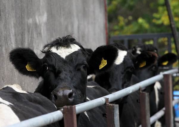 "Dairy cows in a crush for ready for dosing in Co. Offaly."