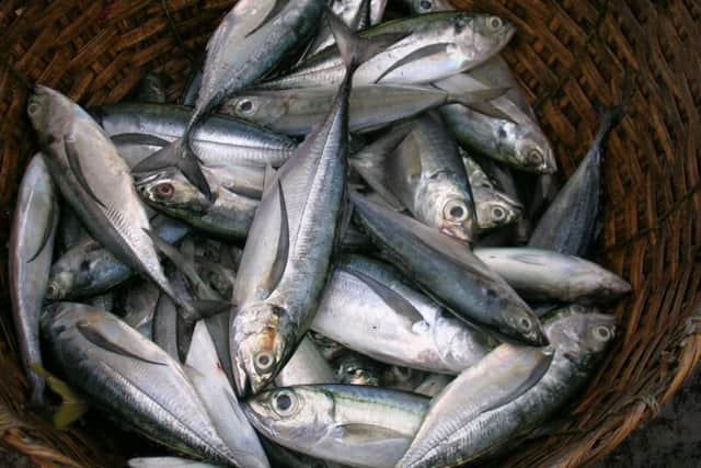 Mackerel should ideally be cooked and eaten within hours of being caught and the most feasible way of doing this is to catch it yourself