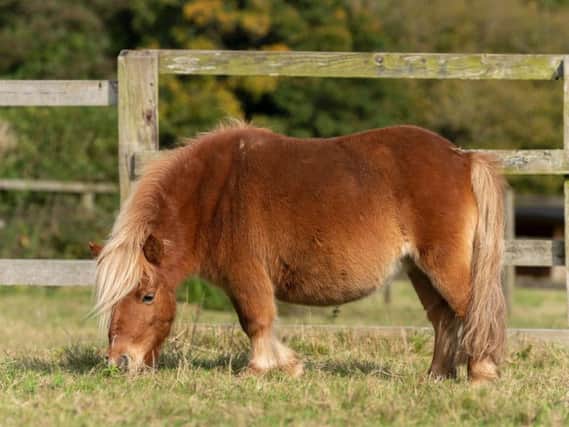 Shetland pony Tink was found by the RSPCA alone and up to her tummy in a muddy, wet field - but is now thriving in the charitys care.